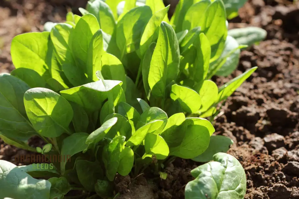 Perpetual Spinach Seeds for Gardening - High Yield, Nutrient-Rich, and Easy-to-Grow Leafy Greens for Year-Round Harvest - Image 4