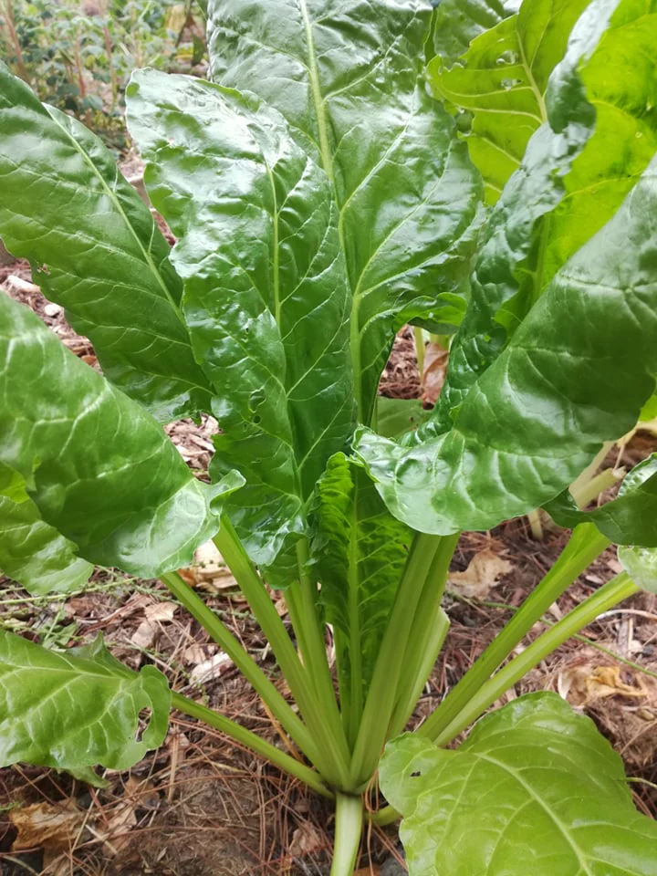 Perpetual Spinach (Spinach Beet) Seeds, High-Yield, Fast-Growing And Hardy Greens - Image 2