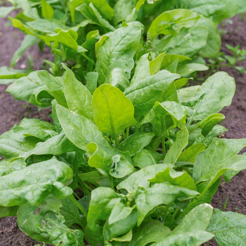 Perpetual Spinach (Spinach Beet) Seeds, High-Yield, Fast-Growing And Hardy Greens - Image 3