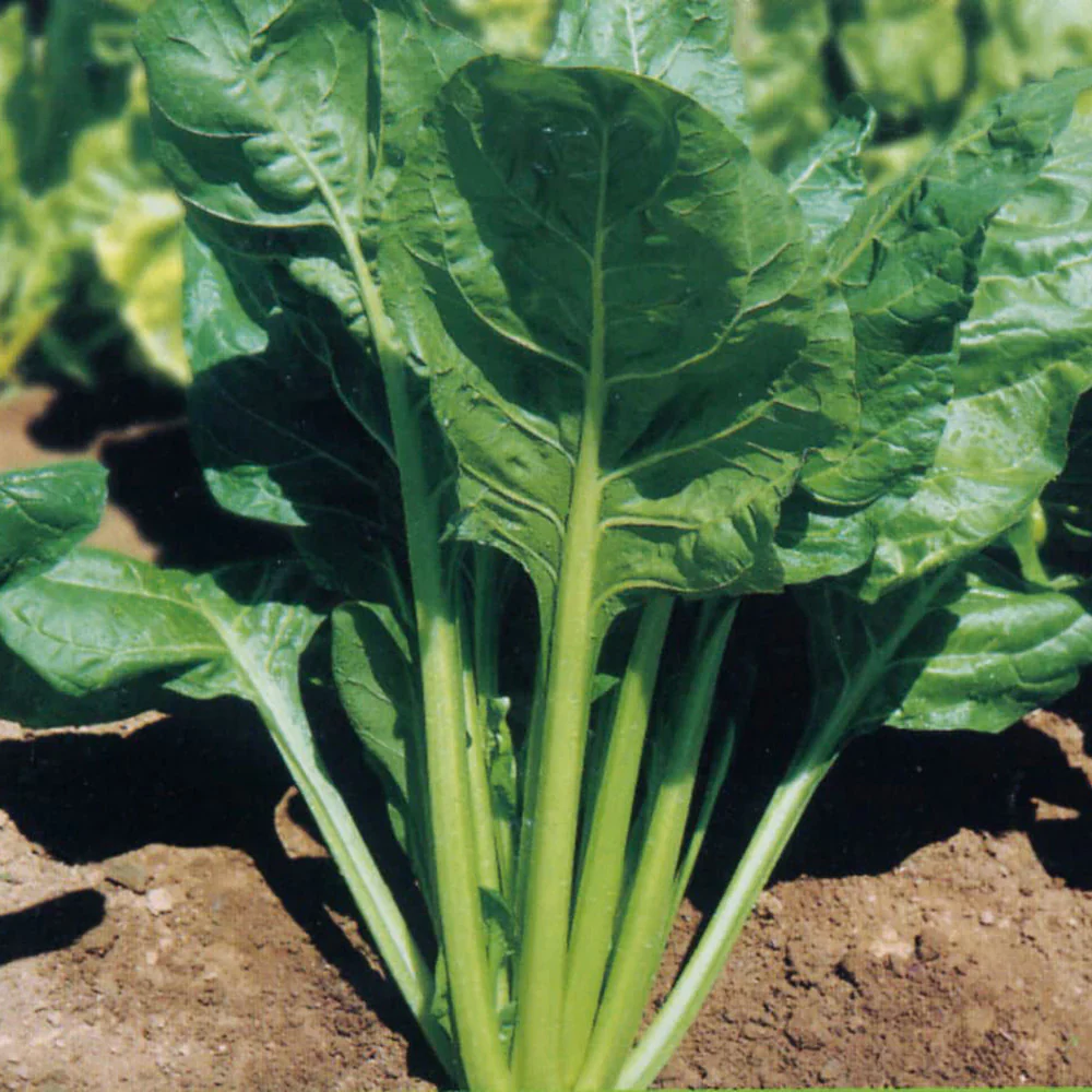 Perpetual Spinach (Spinach Beet) Seeds, High-Yield, Fast-Growing And Hardy Greens - Image 4