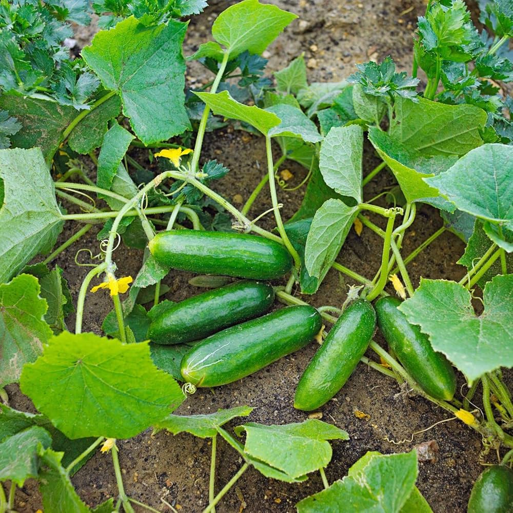 Persian Baby Cucumber Seeds – High-Yield, Crisp & Sweet Mini Cucumbers - Image 2