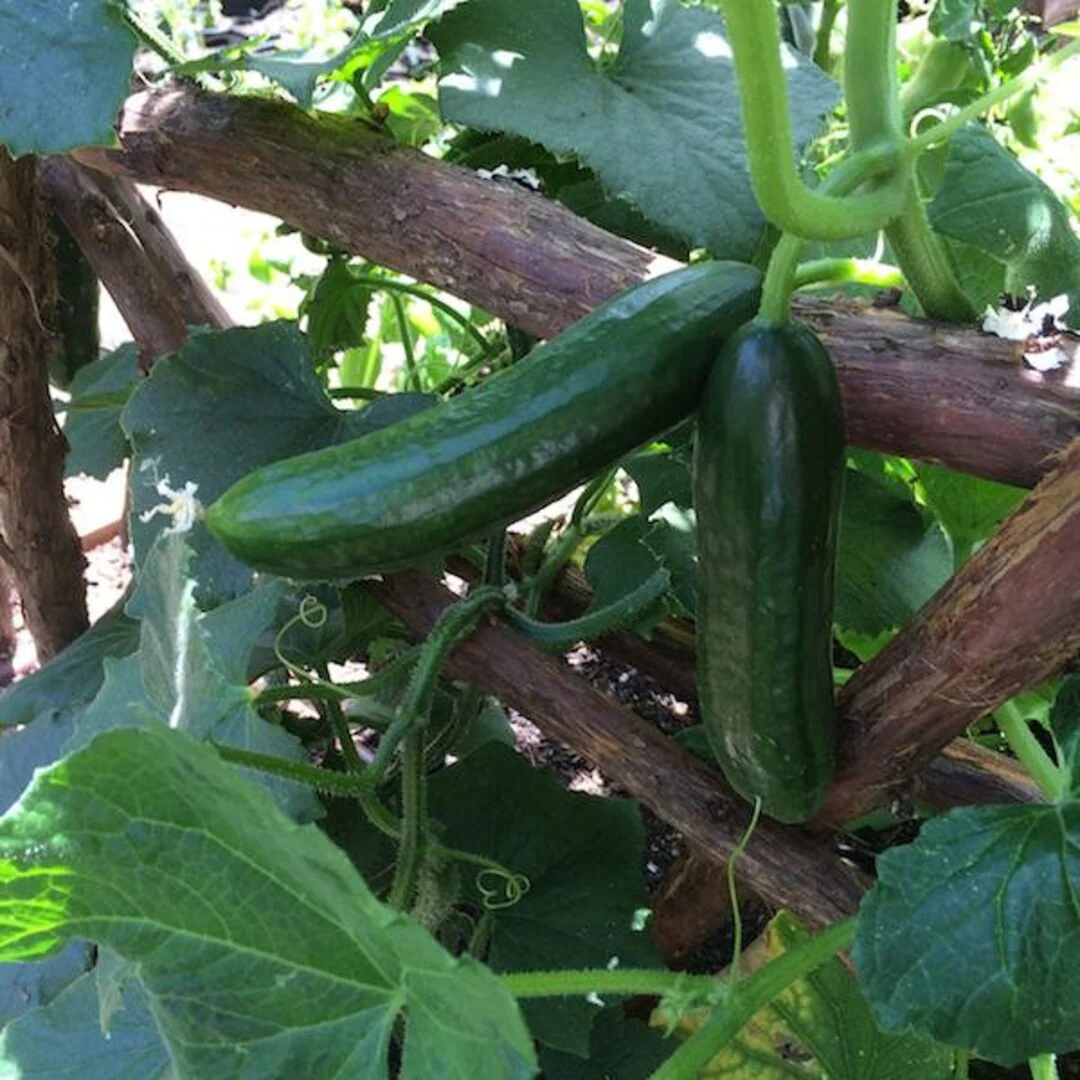 Persian Baby Cucumber Seeds – High-Yield, Crisp & Sweet Mini Cucumbers - Image 3