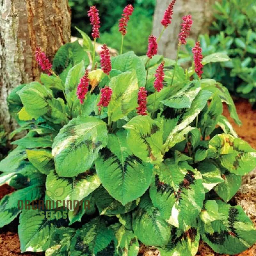Persicaria virginiana 'Painter's Palette' Seeds, Elevate Your Gardening Experience with Colorful Foliage and Easy-Care Beauty!