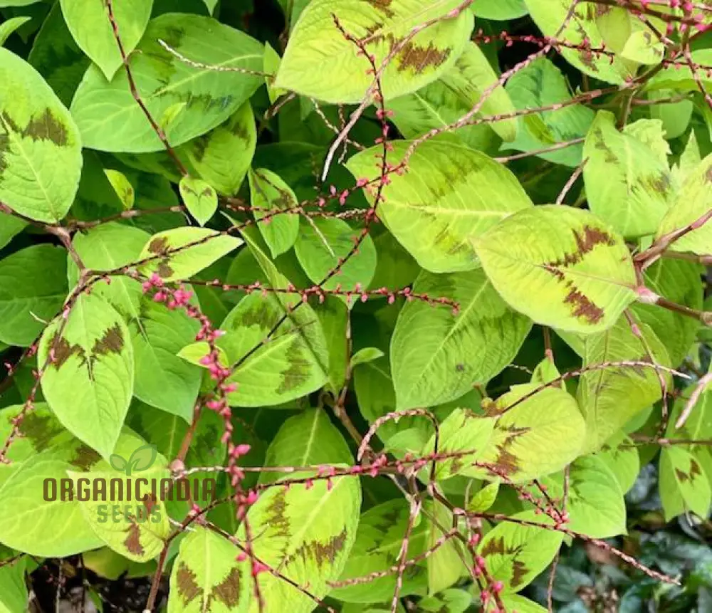 Persicaria virginiana 'Painter's Palette' Seeds, Elevate Your Gardening Experience with Colorful Foliage and Easy-Care Beauty! - Image 3