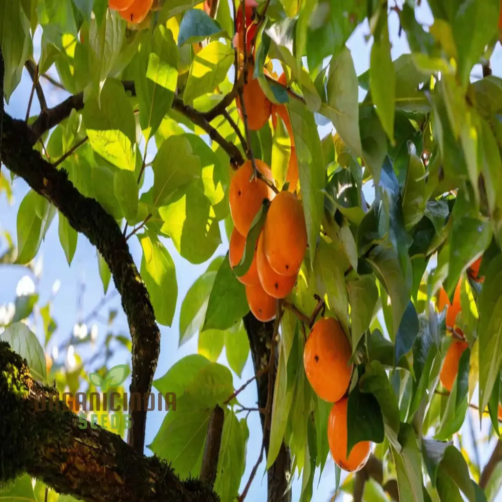 Persimmon Tree Seeds â€“ Elevate Your Gardening Experience with Delicious, Homegrown Fruit - Image 3