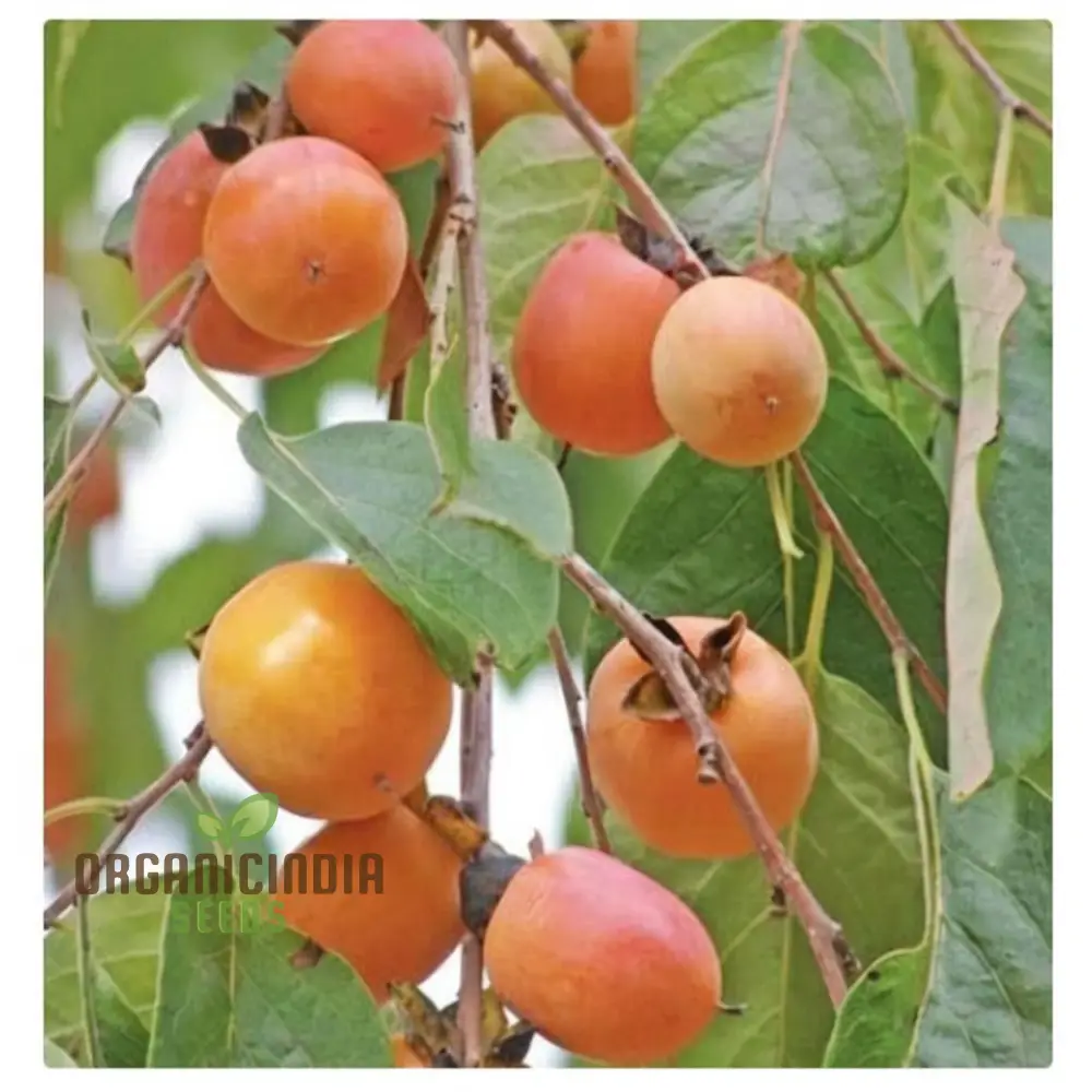 Persimmon Tree Seeds â€“ Elevate Your Gardening Experience with Delicious, Homegrown Fruit - Image 4