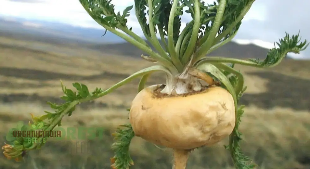 Potent Peruvian Ginseng, Cultivate Vitality with Black Maca Herb Seeds for Planting - Image 4