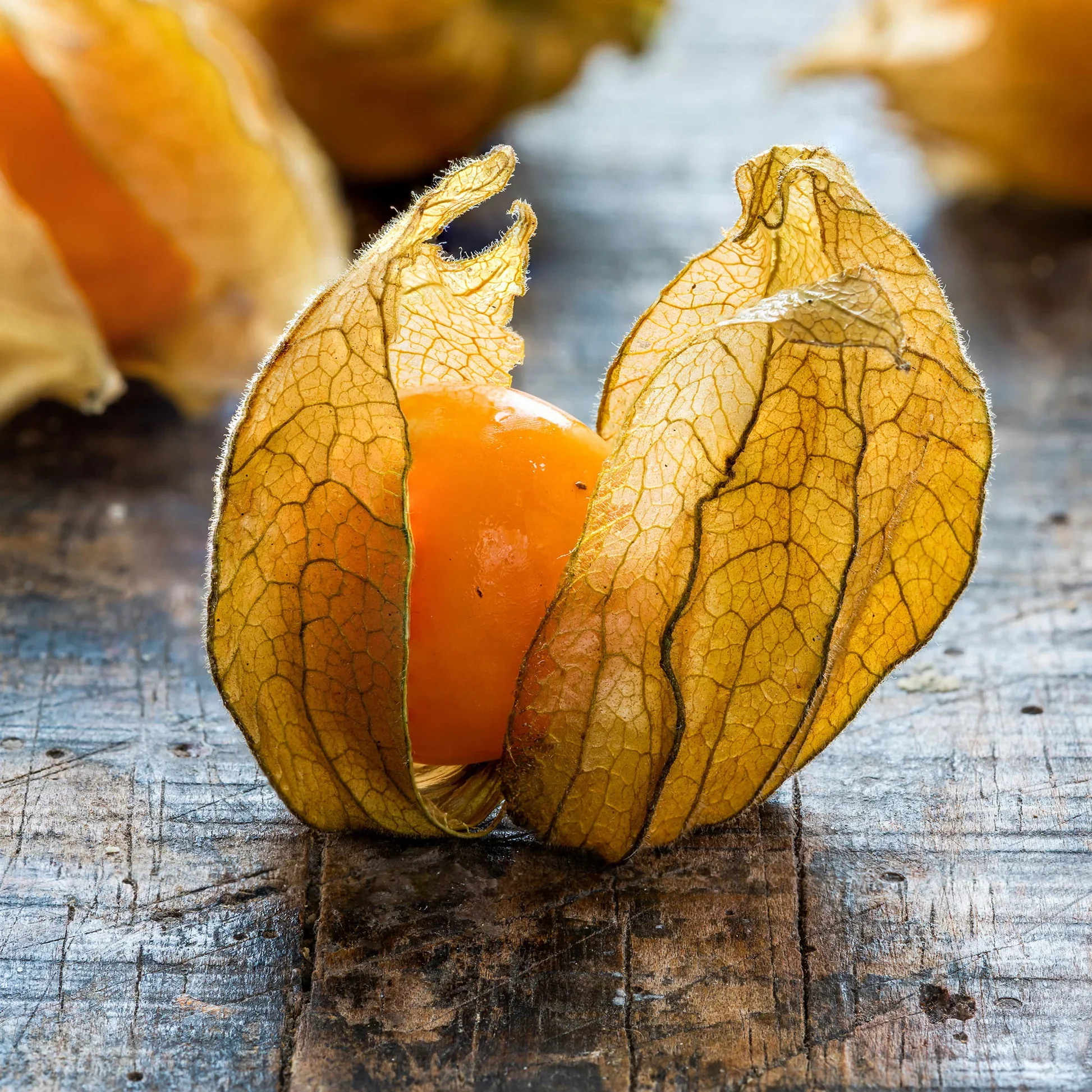 Peruvian Ground Cherry Seeds - Image 5