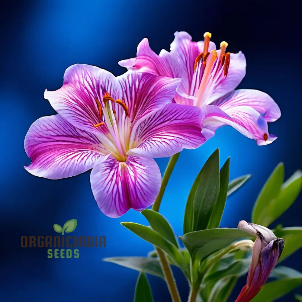 Peruvian Lily Flower Seeds for Planting - Premium Quality Seeds for Vibrant Alstroemeria Blooms - Image 4