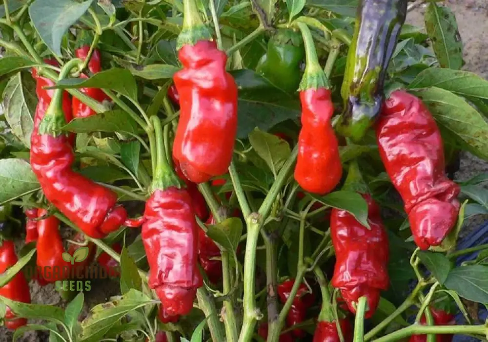 Peter Pepper Red Hot Pepper Seeds Unique Variety for Planting and Growing at Home - Image 4