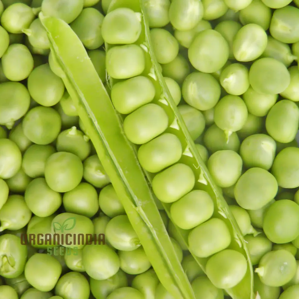 Petit Pois Vegetable Seeds, Sweet Pea Vegetable Seeds for Home Gardening, Easy to Grow Perfect for Fresh and Delicious Garden