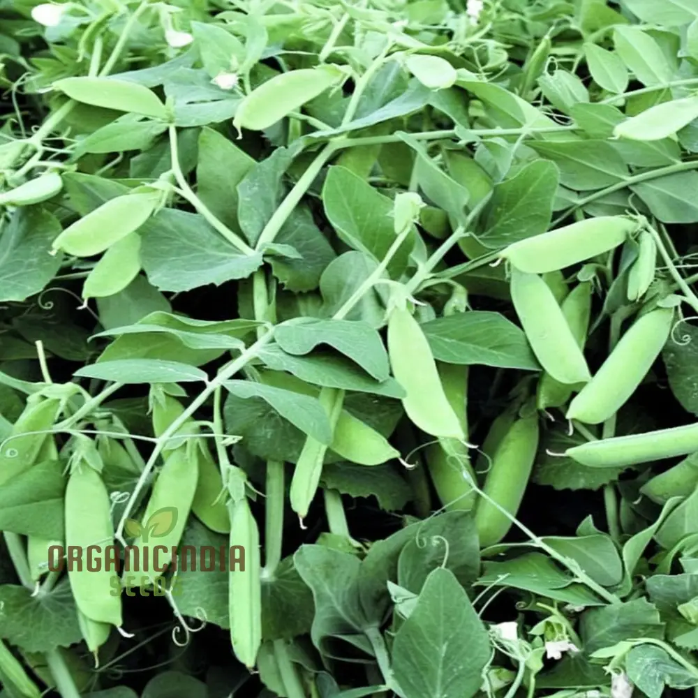 Petit Pois Vegetable Seeds, Sweet Pea Vegetable Seeds for Home Gardening, Easy to Grow Perfect for Fresh and Delicious Garden - Image 3