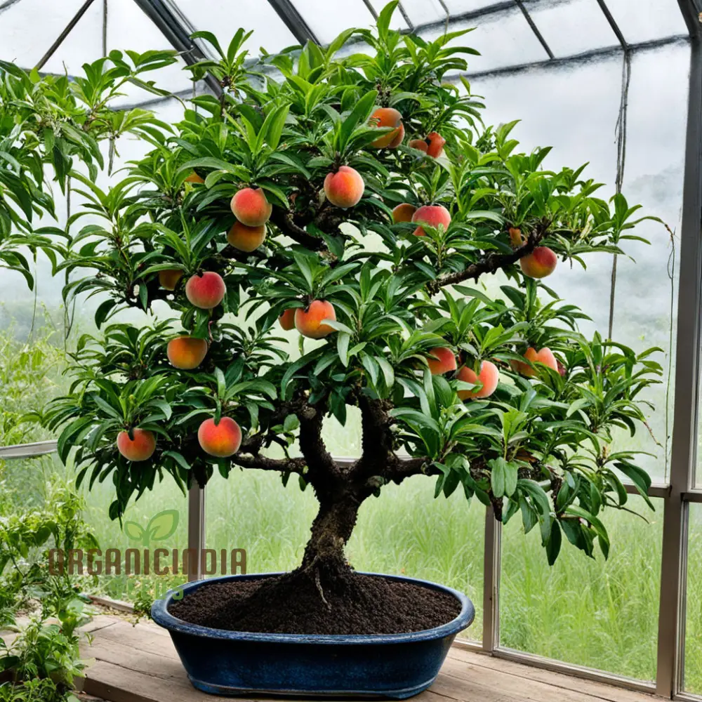 Petite Majesty, Dwarf Peach Fruit Tree Indoor/Outdoor Seeds for Your Garden Haven - Image 4