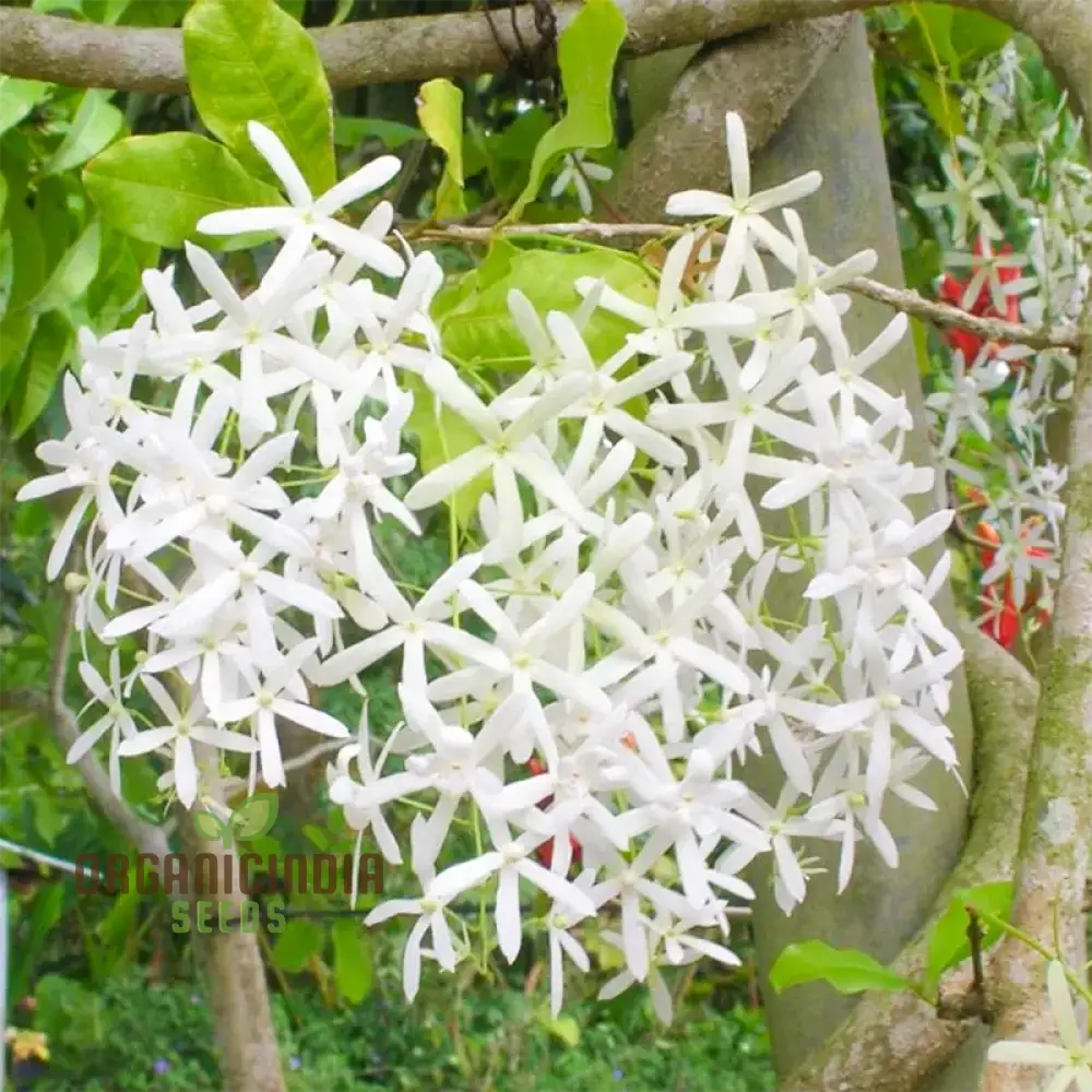 Petrea volubilis Seeds - Exquisite Climbing Vine for Your Garden | Gardening Seeds