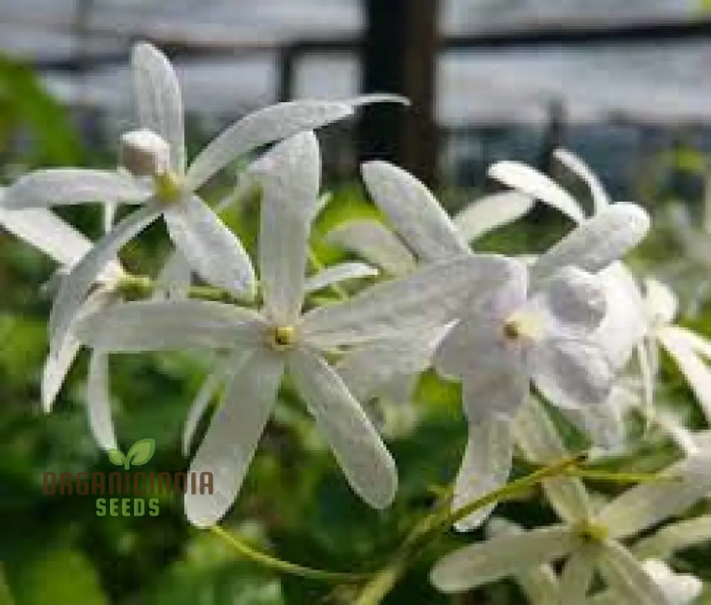 Petrea volubilis Seeds - Exquisite Climbing Vine for Your Garden | Gardening Seeds - Image 3