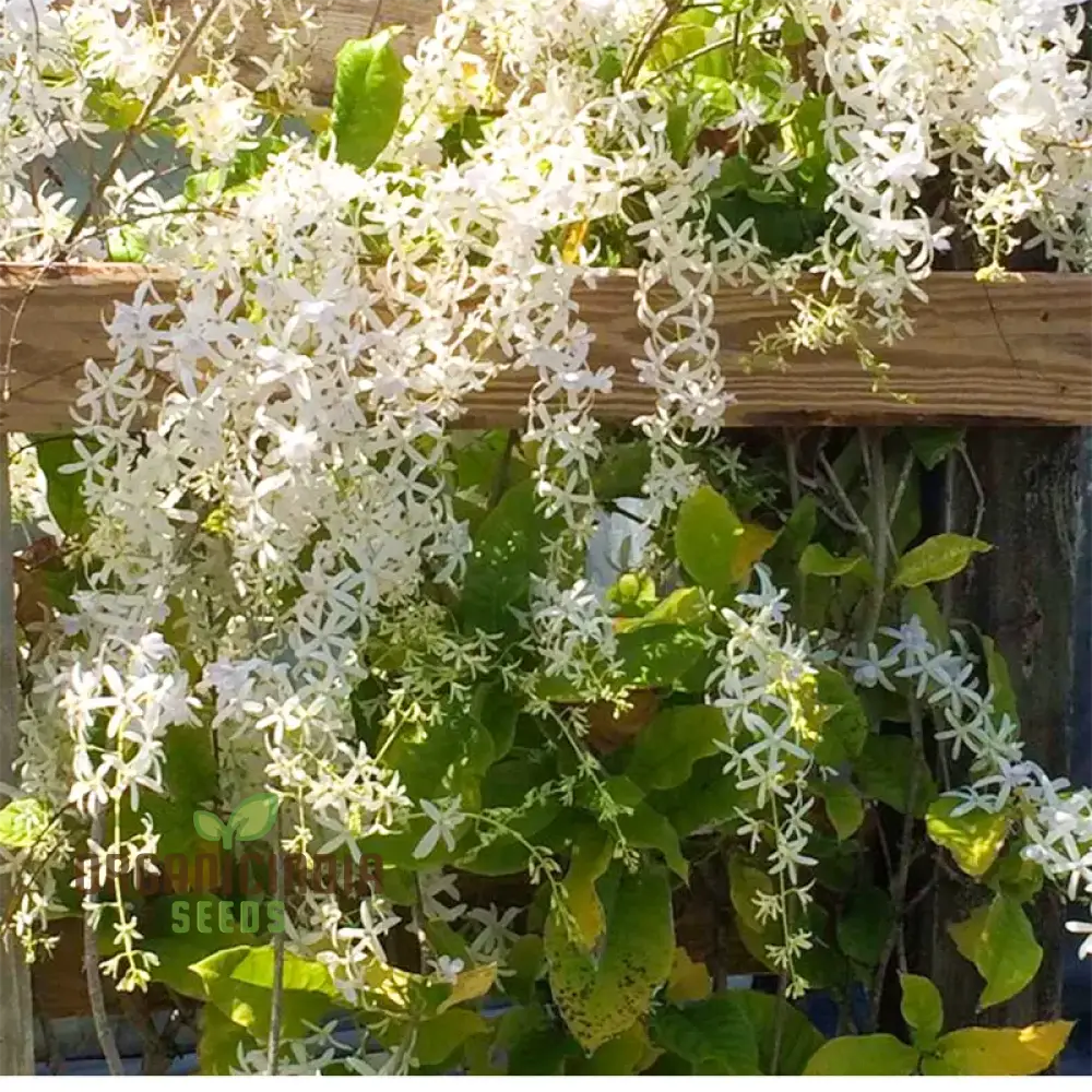 Petrea volubilis Seeds - Exquisite Climbing Vine for Your Garden | Gardening Seeds - Image 4
