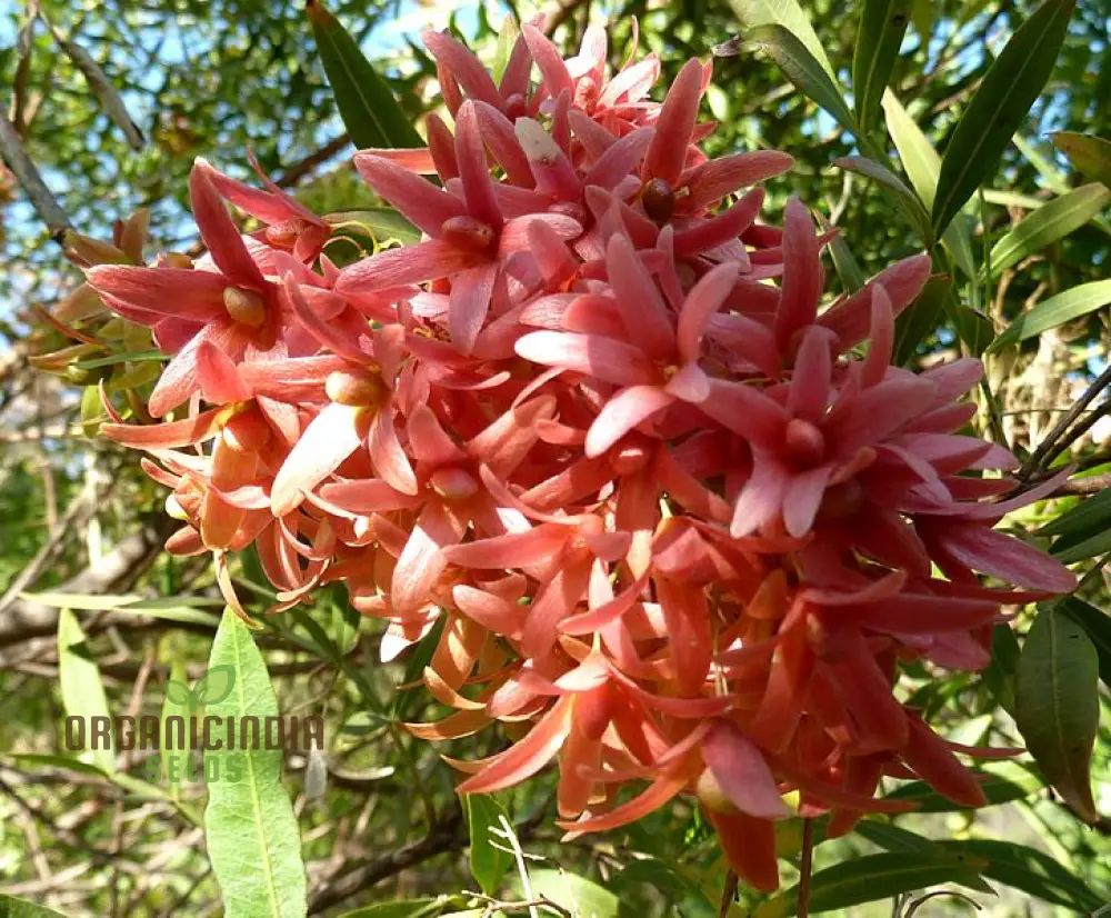 Petrea Volubilis Seeds - Exquisite Pink Flowering Vine for Your Garden | Rare Gardening Seeds