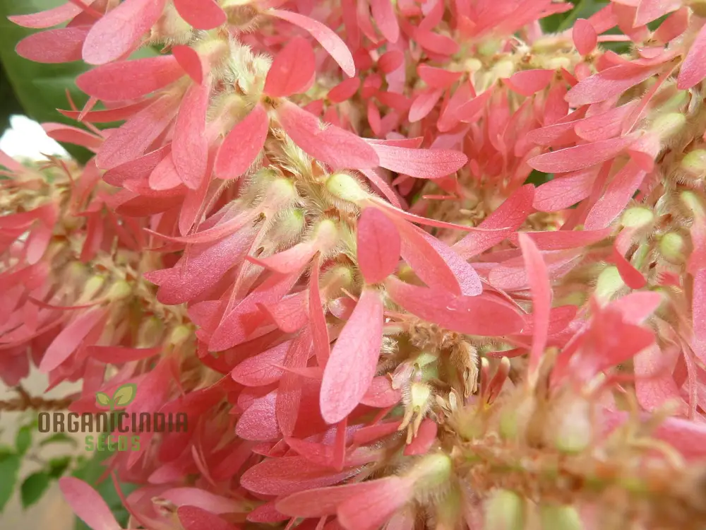 Petrea Volubilis Seeds - Exquisite Pink Flowering Vine for Your Garden | Rare Gardening Seeds - Image 3