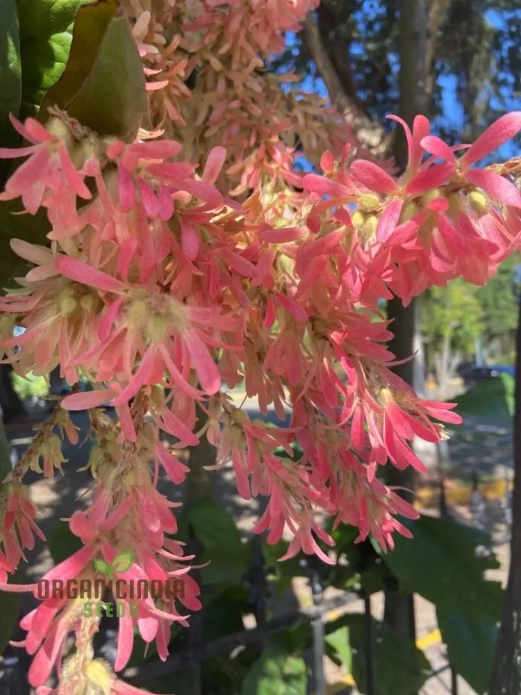 Petrea Volubilis Seeds - Exquisite Pink Flowering Vine for Your Garden | Rare Gardening Seeds - Image 4