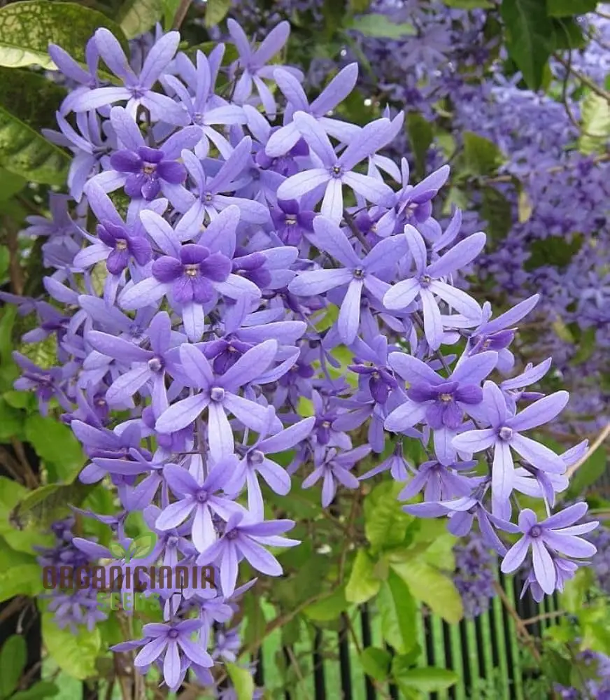 Petrea Volubilis Seeds - Exquisite Purple Flowering Vine for Your Garden | Rare Gardening Seeds - Image 4