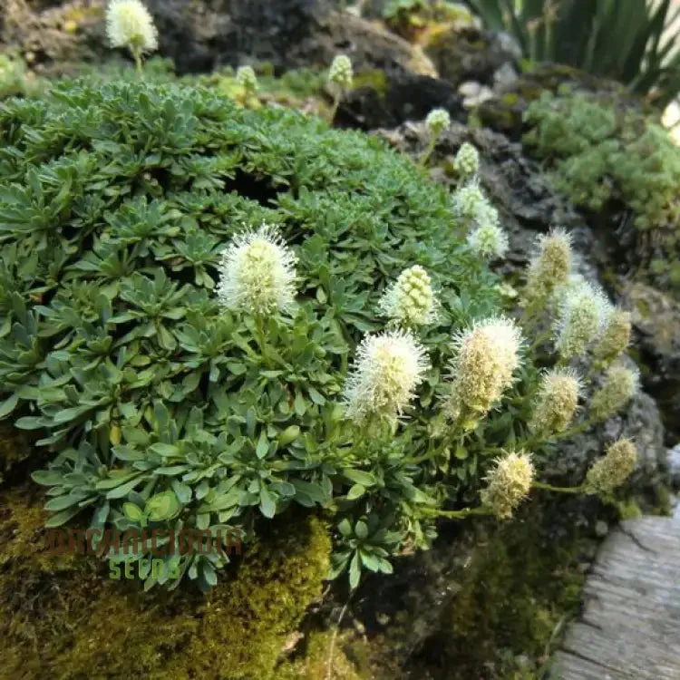 Petrophytum Caespitosa Seeds, Cultivate Diversity and Beauty in Your Gardening Journey