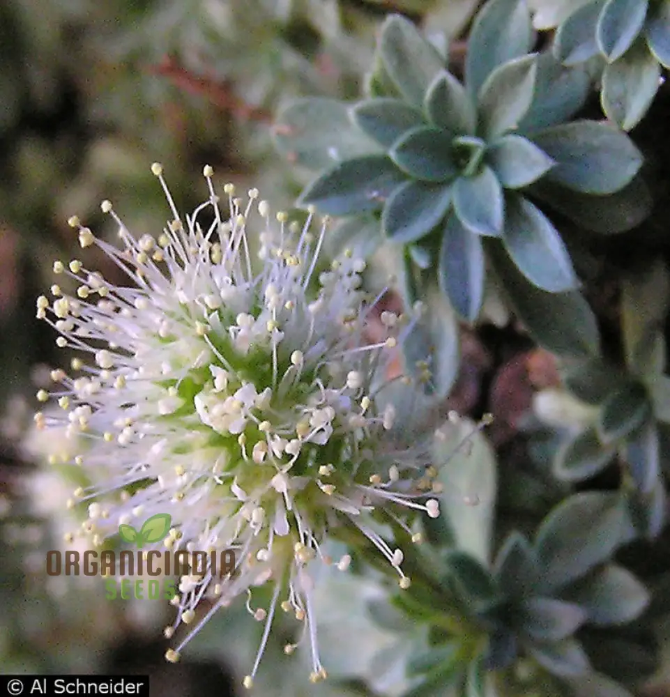 Petrophytum Caespitosa Seeds, Cultivate Diversity and Beauty in Your Gardening Journey - Image 3