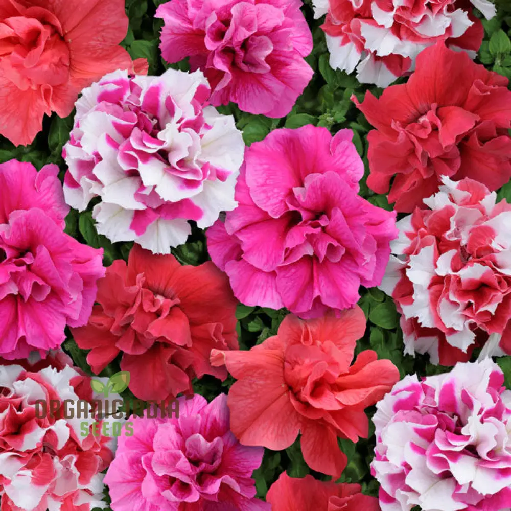 Petunia Bonanza Mixed F1 Seeds – Colorful Hybrid Variety for Vibrant Garden Blooms
