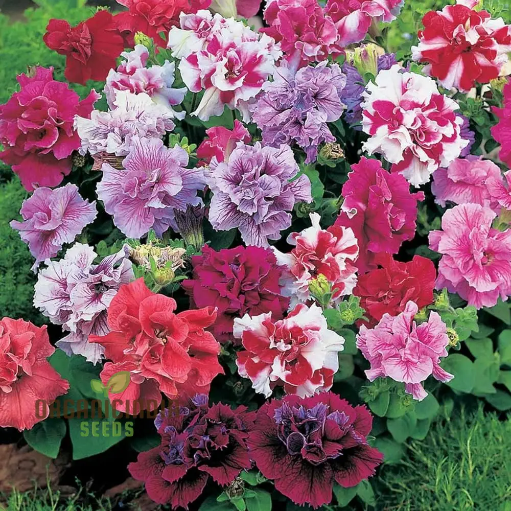Petunia Bonanza Mixed F1 Seeds – Colorful Hybrid Variety for Vibrant Garden Blooms - Image 3
