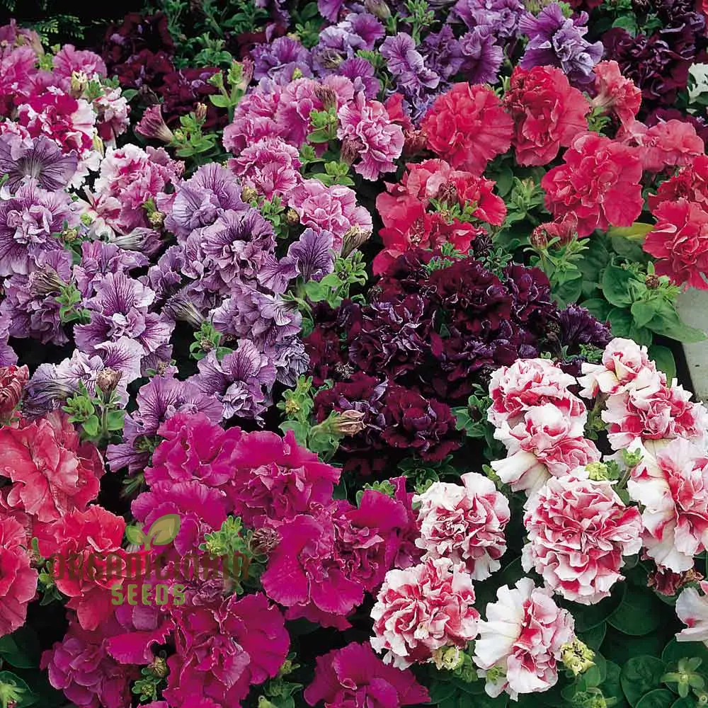 Petunia Bonanza Mixed F1 Seeds – Colorful Hybrid Variety for Vibrant Garden Blooms - Image 4
