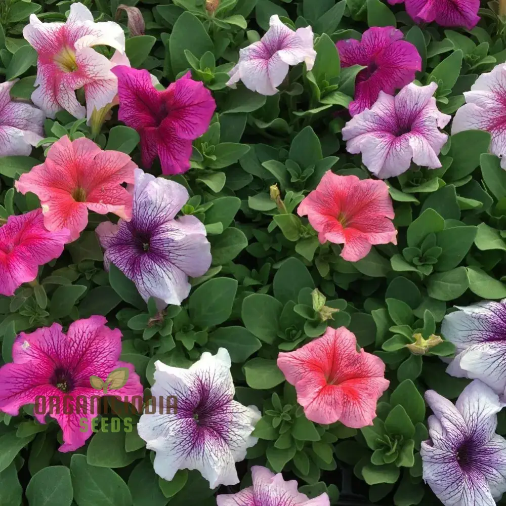 Petunia Daddy Mixed F1 Seeds - Grow Vibrant and Stunning Mixed Petunias with Daddy Mixed F1 Variety in Your Garden