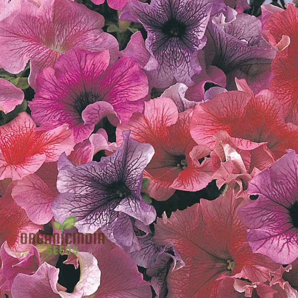 Petunia Daddy Mixed F1 Seeds - Grow Vibrant and Stunning Mixed Petunias with Daddy Mixed F1 Variety in Your Garden - Image 3