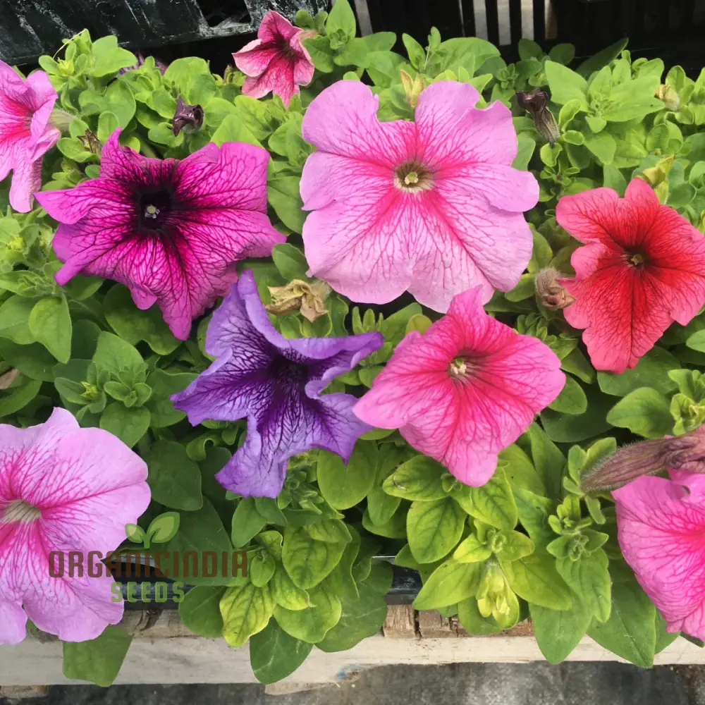 Petunia Daddy Mixed F1 Seeds - Grow Vibrant and Stunning Mixed Petunias with Daddy Mixed F1 Variety in Your Garden - Image 4