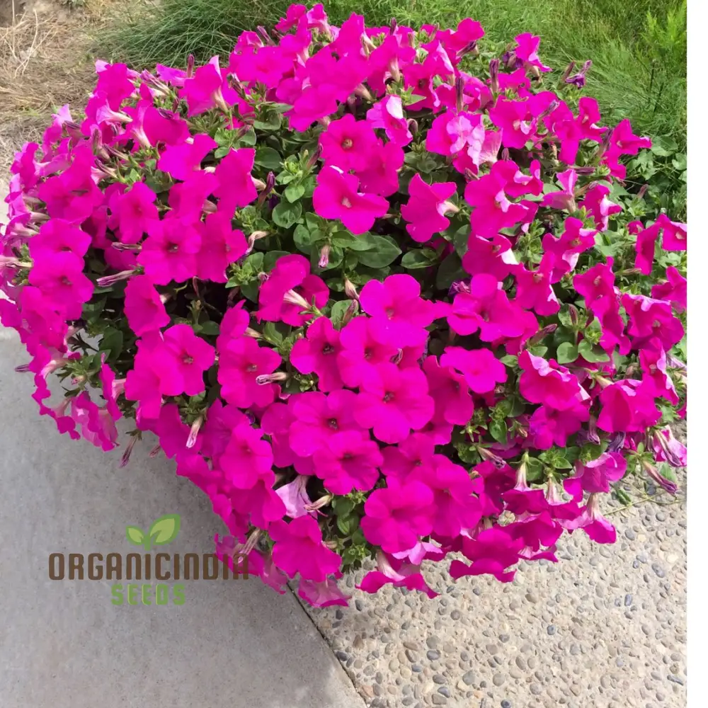 Petunia Double Madness Series Flower seeds for Planting, Lush Garden Blooms, Easy-to-Grow Annual Flowers