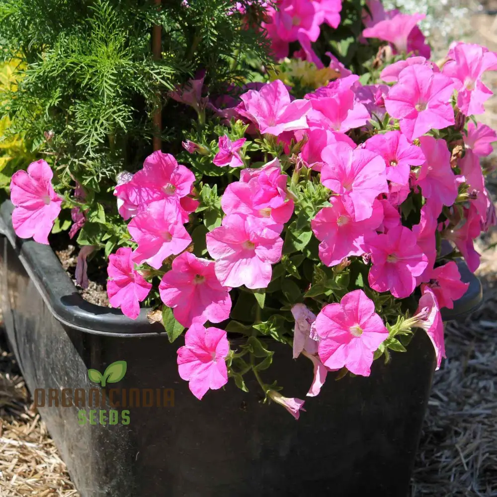 Petunia Double Madness Series Flower seeds for Planting, Lush Garden Blooms, Easy-to-Grow Annual Flowers - Image 3