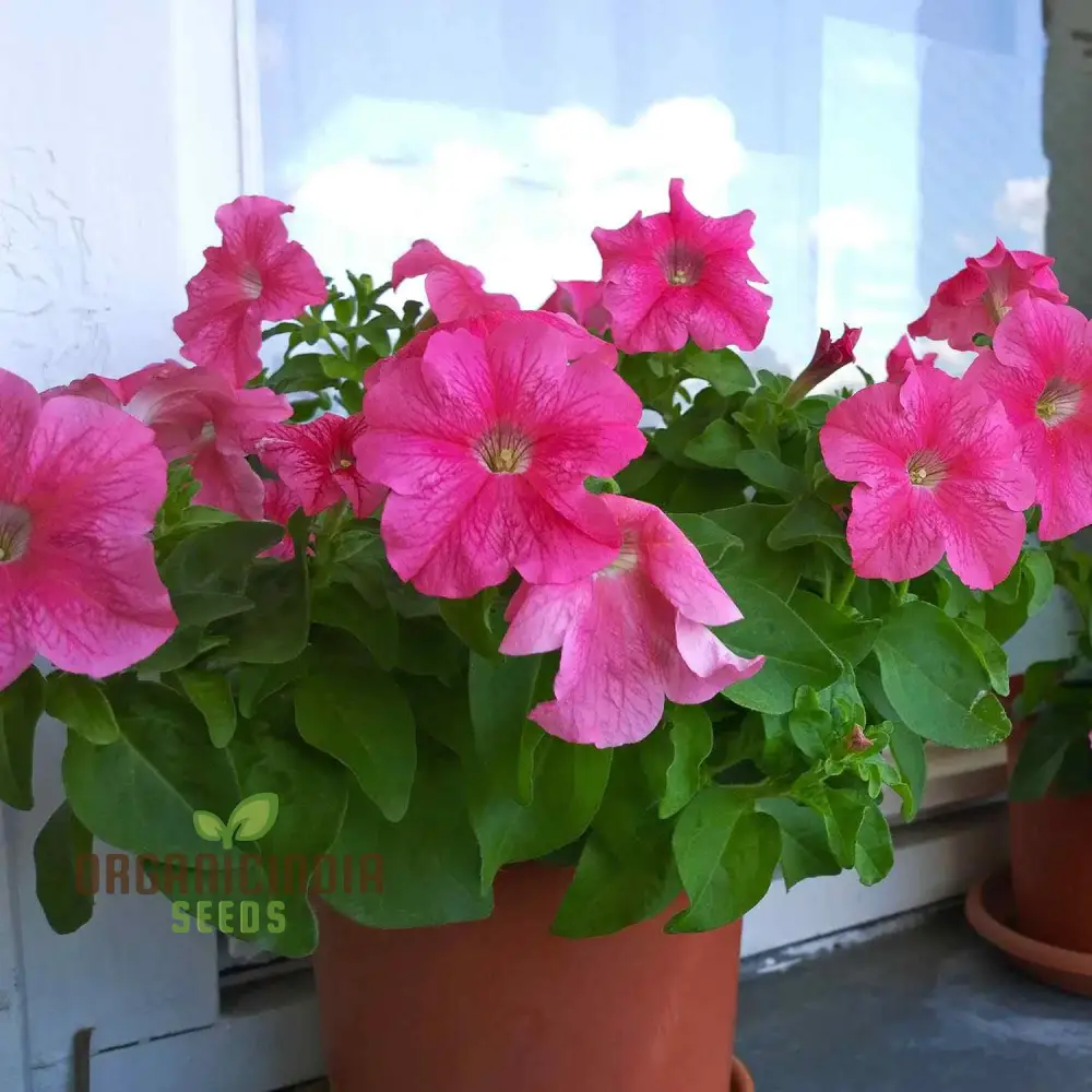 Petunia Double Madness Series Flower seeds for Planting, Lush Garden Blooms, Easy-to-Grow Annual Flowers - Image 4