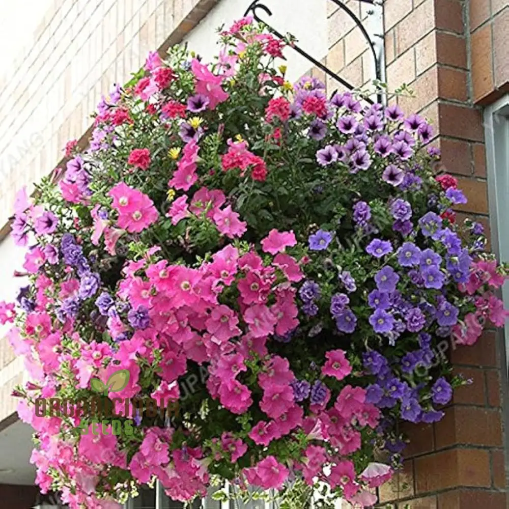 Petunia Europe Unici Blue Seeds, Planting