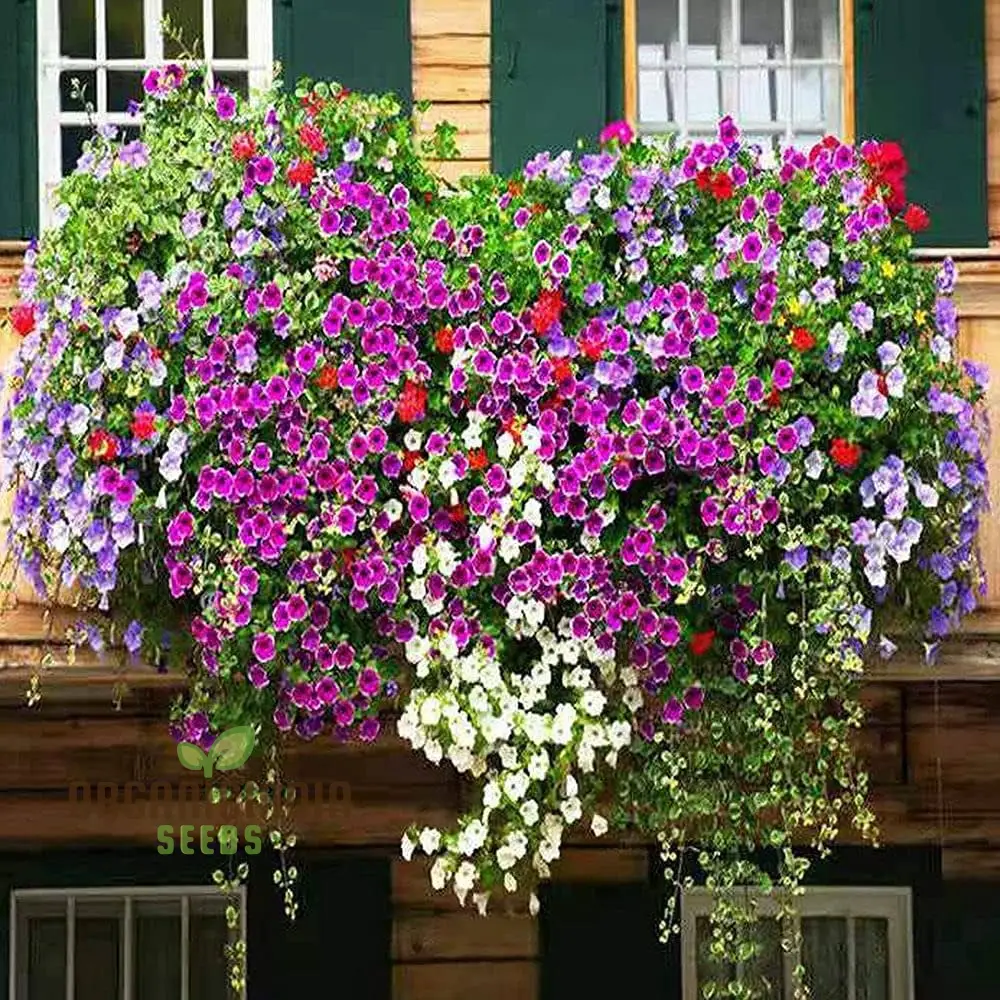 Petunia Europe Unici Blue Seeds, Planting - Image 3