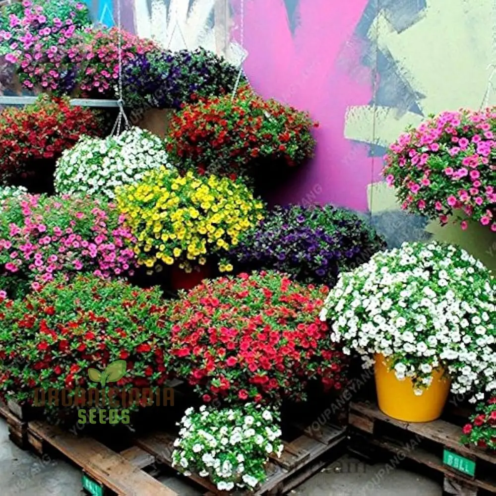 Petunia Europe Unici Blue Seeds, Planting - Image 4