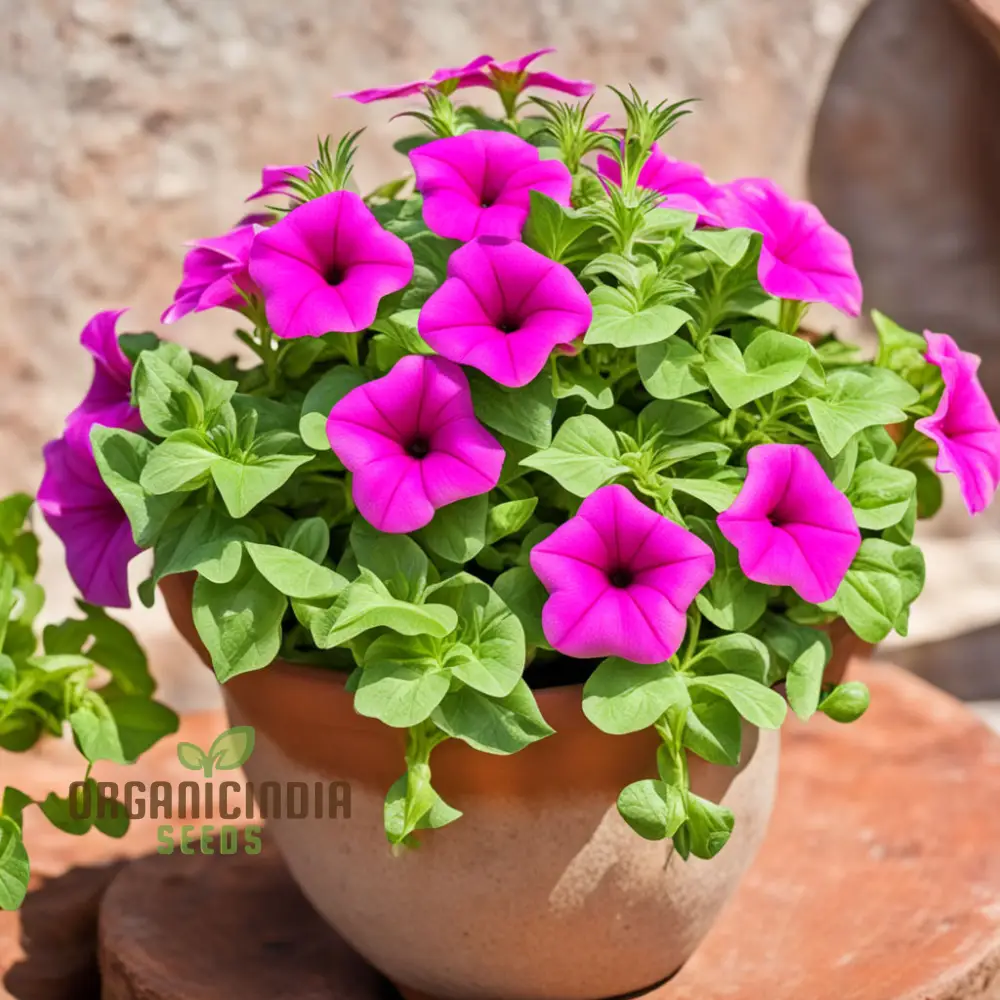 Petunia Flower Seeds, Colorful Garden Blooms, Annual Petunia Flower Seeds - Image 3