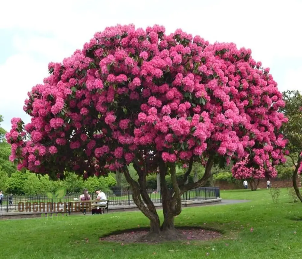 Petunia Flower Seeds for Planting - 100 pcs - Image 3