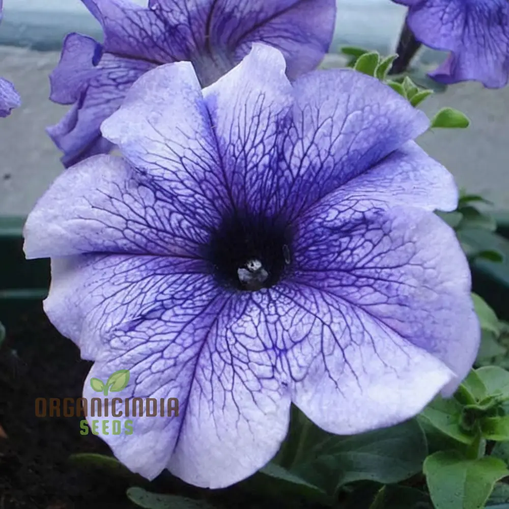 Petunia Grandiflora Purple Seeds – Bold & Beautiful Garden Blooms