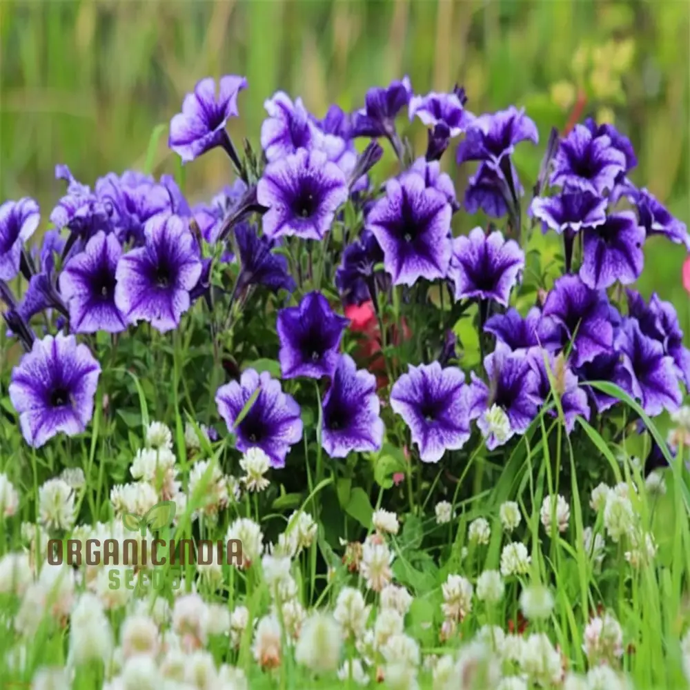 Petunia Grandiflora Purple Seeds – Bold & Beautiful Garden Blooms - Image 3