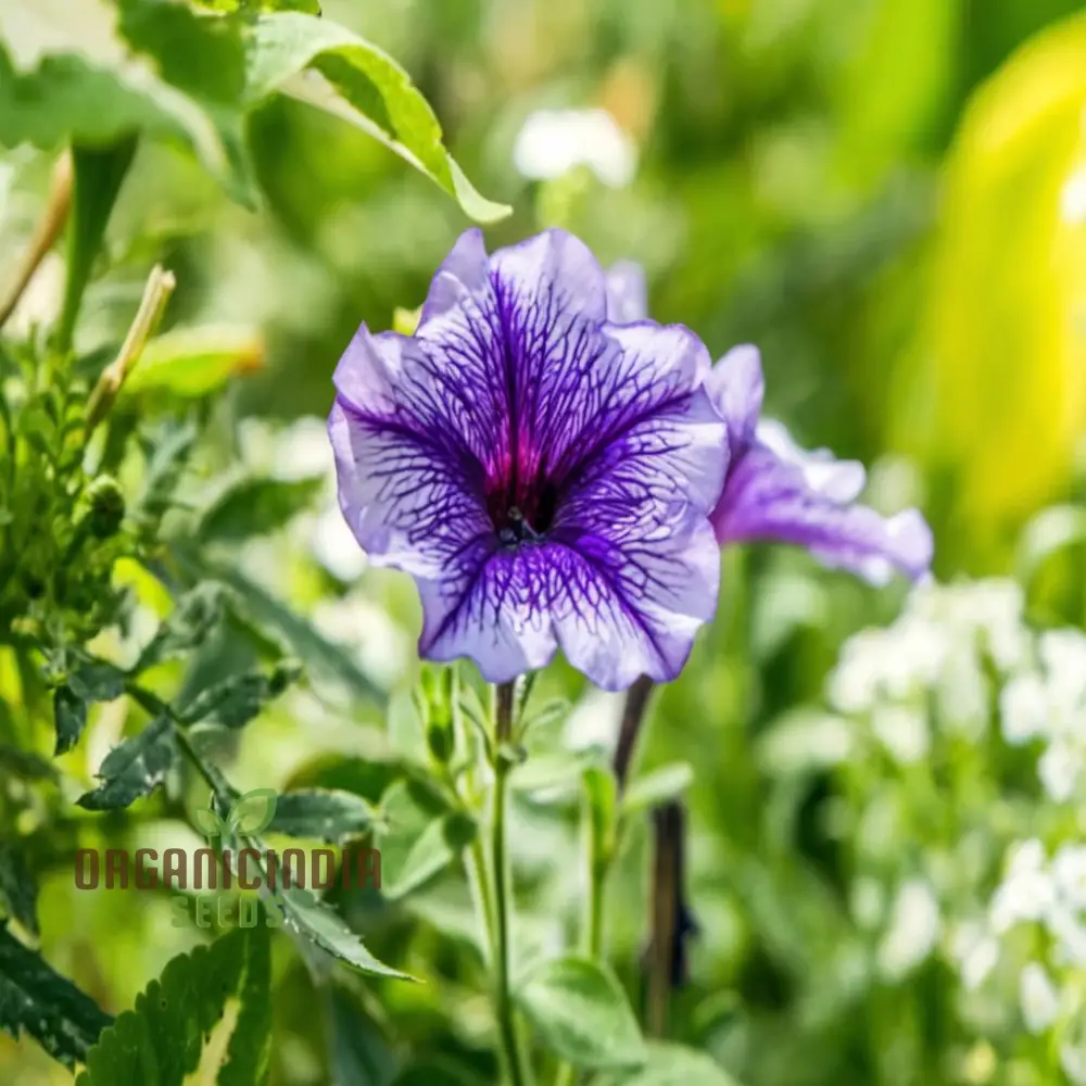 Petunia Grandiflora Purple Seeds – Bold & Beautiful Garden Blooms - Image 4
