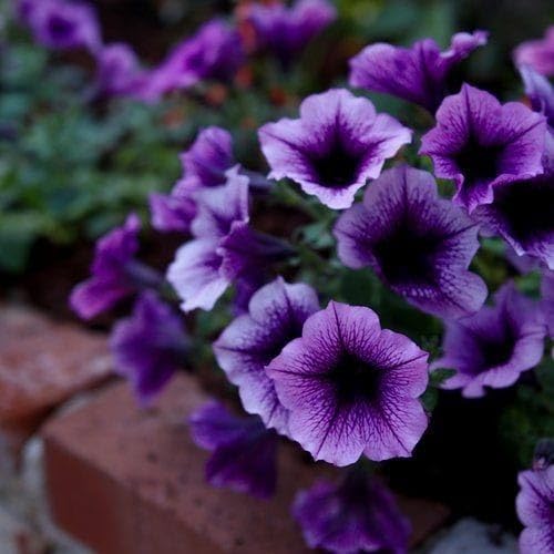 Petunia Grandiflora Purple Seeds – Bold & Beautiful Garden Blooms - Image 5