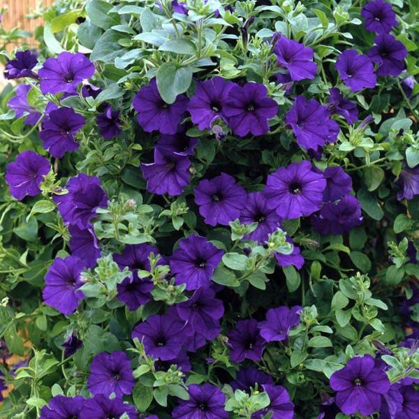 Petunia Grandiflora Purple Seeds – Bold & Beautiful Garden Blooms - Image 6