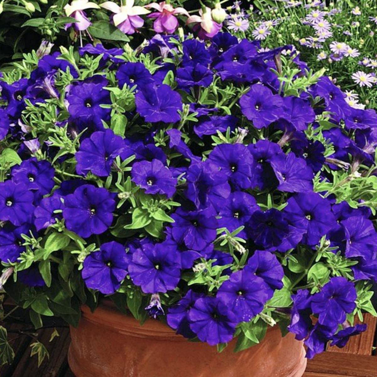 Petunia Grandiflora Purple Seeds – Bold & Beautiful Garden Blooms - Image 7