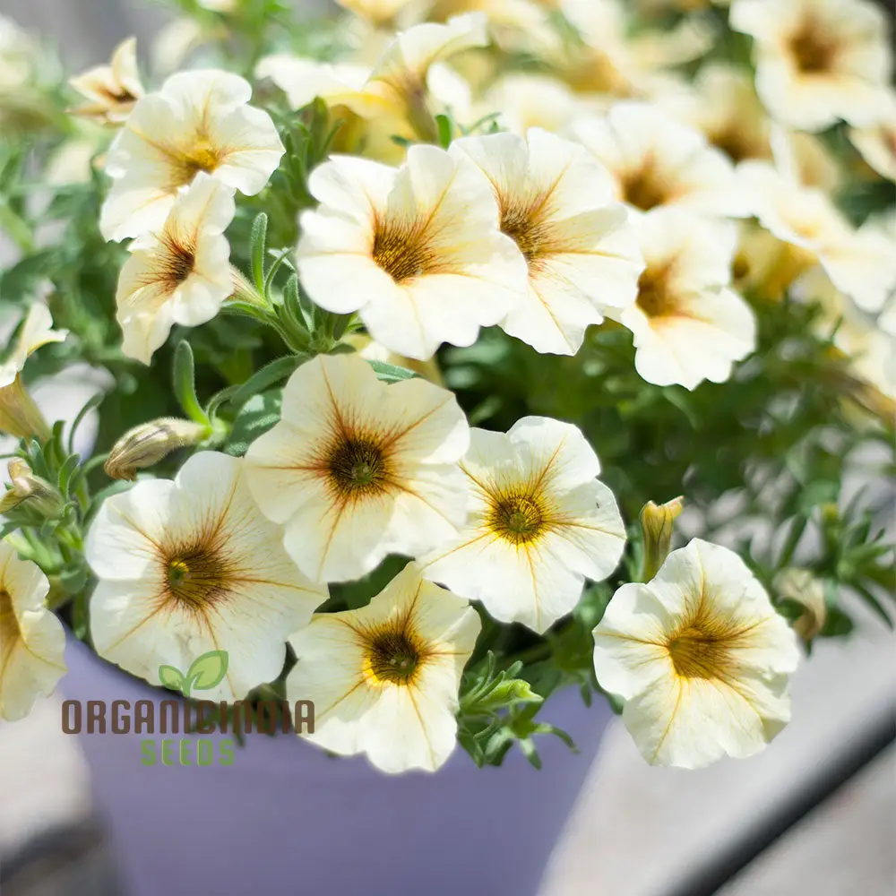 Petunia Hybrida Multiflora Ingrid F1 Seeds - Grow Ingrid F1 Multiflora Petunias for a Burst of Color in Your Garden