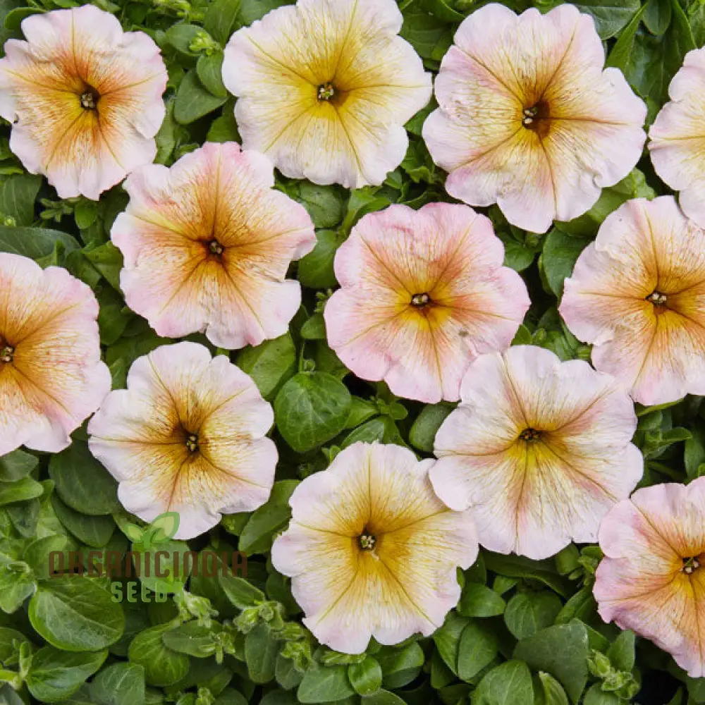 Petunia Hybrida Multiflora Ingrid F1 Seeds - Grow Ingrid F1 Multiflora Petunias for a Burst of Color in Your Garden - Image 3