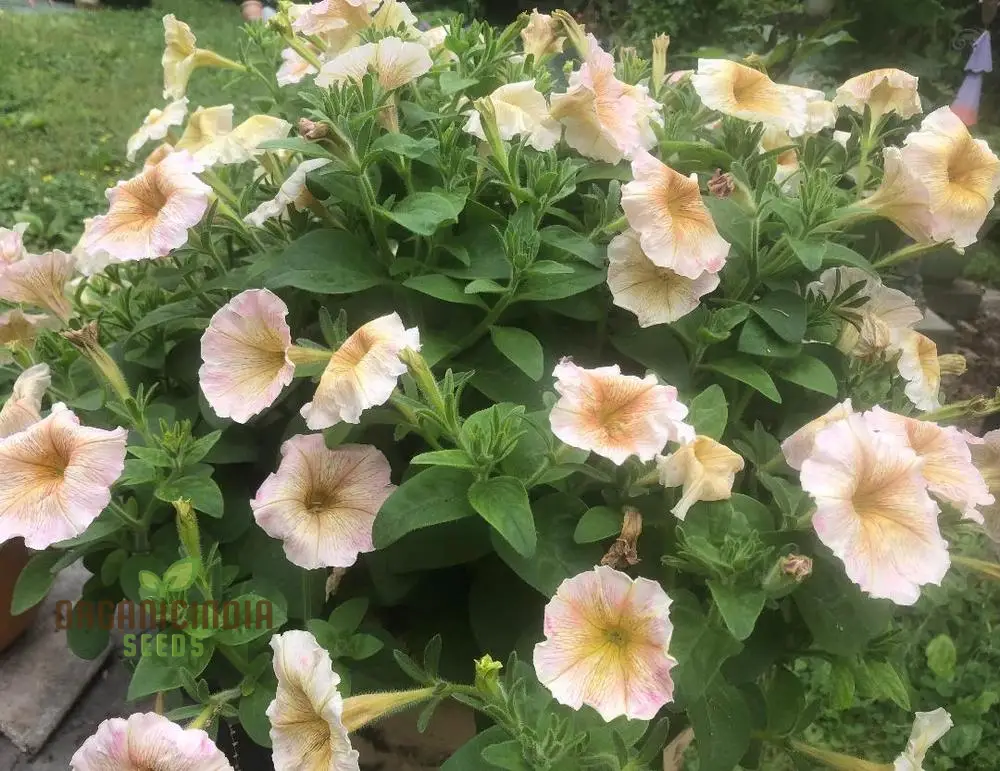 Petunia Hybrida Multiflora Ingrid F1 Seeds - Grow Ingrid F1 Multiflora Petunias for a Burst of Color in Your Garden - Image 4