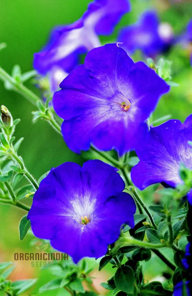 Petunia Merlin Series Blue F1 Seeds - Grow Beautiful Blue Merlin Petunias for Your Garden